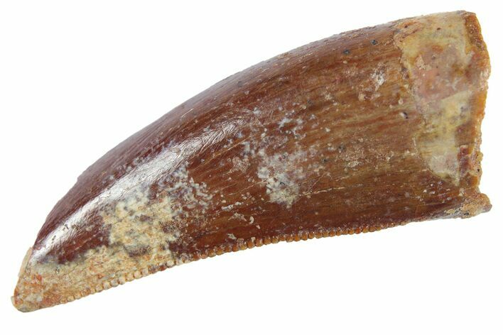 Serrated, Theropod (Deltadromeus?) Pre-Max Tooth - Morocco #268841